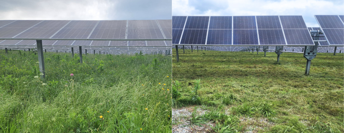 Solar Farm Vegetation Management